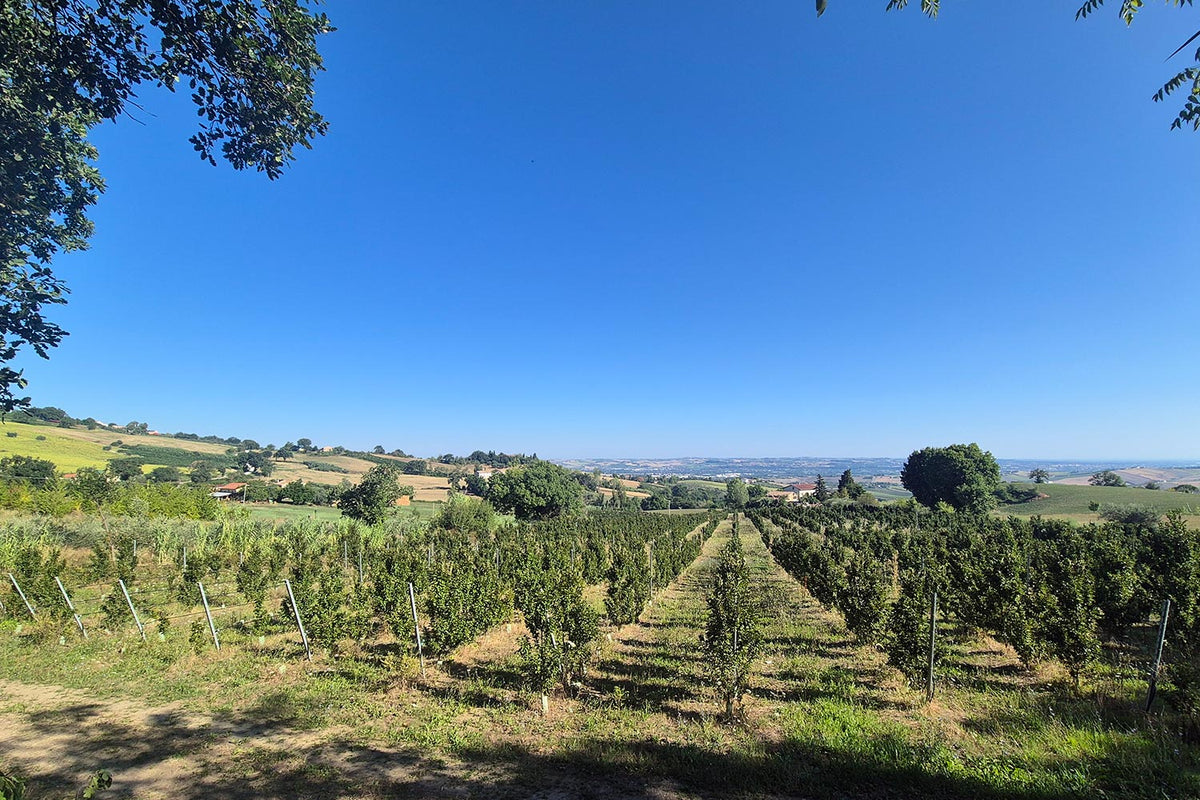 La Visciola │Montepulciano│Sangiovese│Visciola Cherry│Marche│Red Sweet Wine│